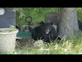 A black bear gets into trash, scurries up a tree in downtown Anchorage.