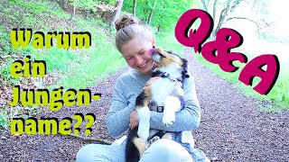 Hibbelhunde, Clickertraining und warum ein Jungenname ?? || Q&A 2 by JJ Trickdogjunkies 4,150 views 4 years ago 10 minutes, 50 seconds