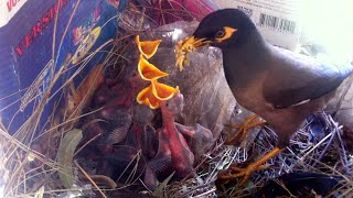 Indian Myna bird feeding their chicks in the nest