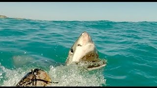 Great White Sharks Attacking a Tuna in Shark Alley in South Africa