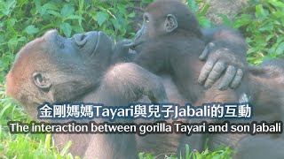 金剛Tayari與兒子Jabali的互動-The interaction between gorilla Tayari and son Jabali