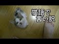 言い訳している子猫