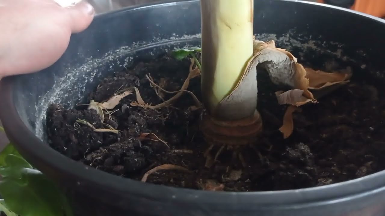 #78 Leucocasia gigantea thailand giant. Zimowanie. Czyżby sukces?🤔🤭