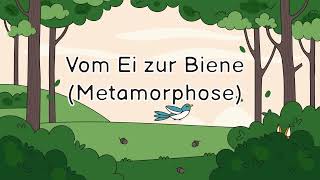 Vom Ei zur Biene (Metamorphose)