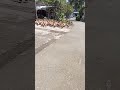 rombongan bebek pulang ke kandang