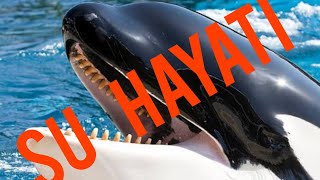 Su Hayatında Vahşi Mücadele