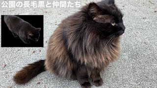 公園の長毛黒と仲間たち