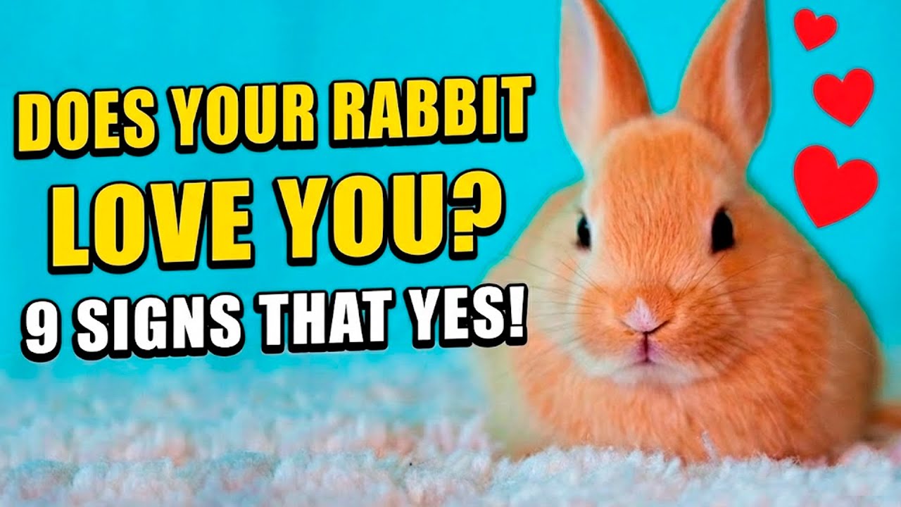 How can I tell if my rabbit loves me? 9 signs that it does!