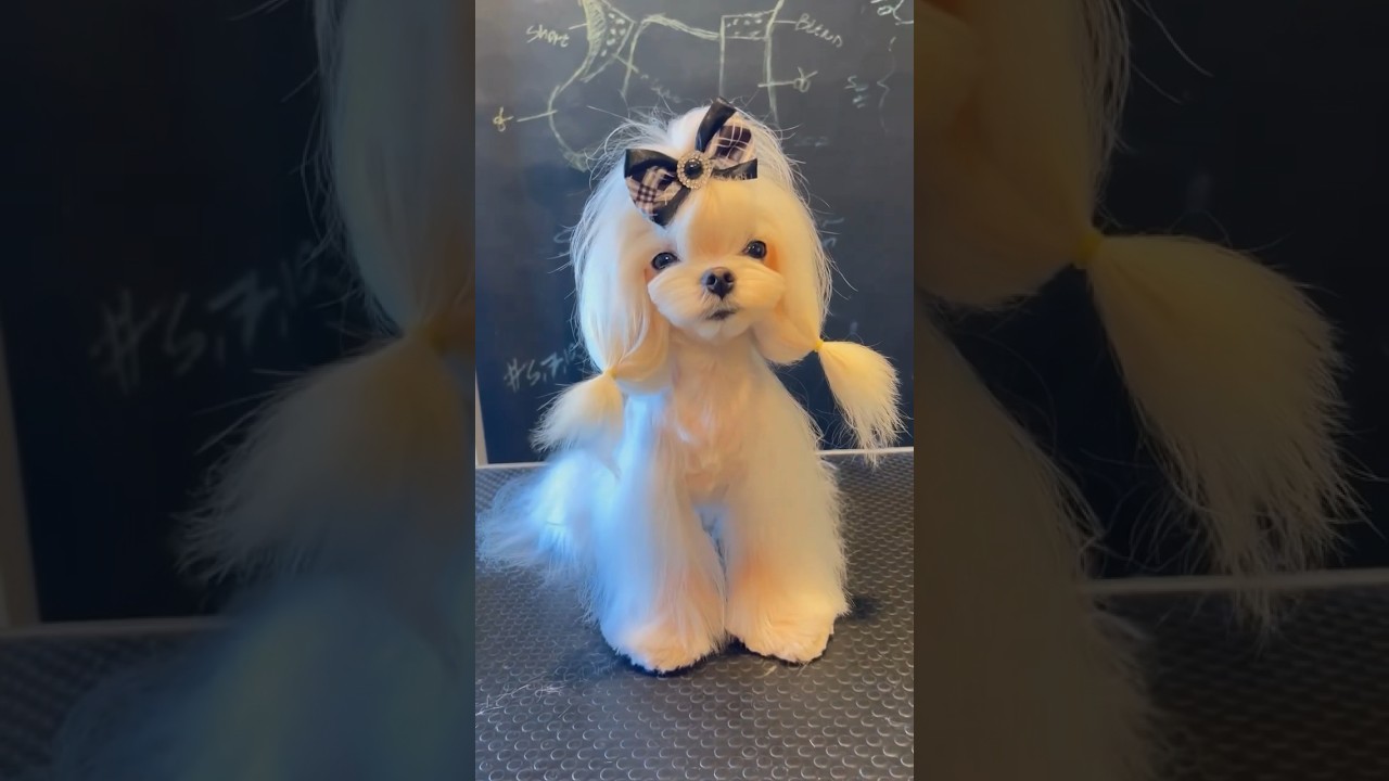 Loved meeting and grooming Nico ❤️ 