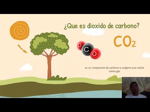 Video: ¿Cuál es la fuente de dióxido de carbono en la fotosíntesis?