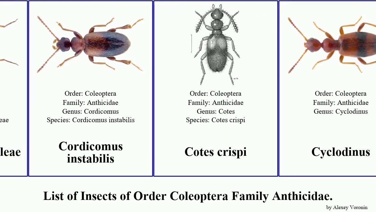 Insects of Order Coleoptera Family Anthicidae anthicus notoxus anthelephila omonadus niger tobias