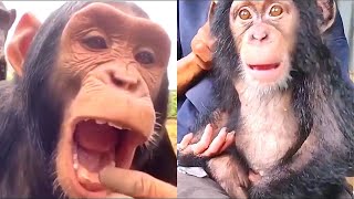 Funny Chimpanzee Moments 🐵😂 Funny Monkeys? No, Chimpanzees Are Not Monkeys 🐵😂 Videos Compilation by Cute and Funny Animals 4,497 views 3 years ago 8 minutes, 7 seconds