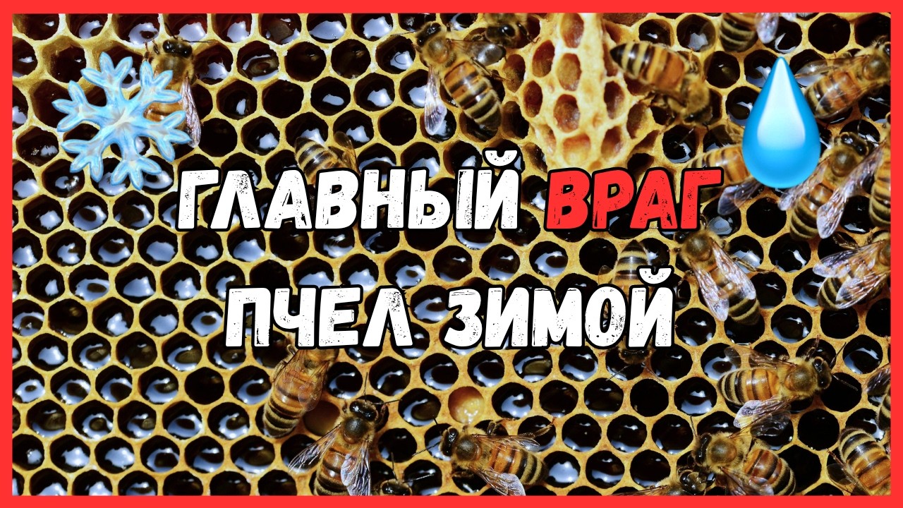 Главный Секрет Зимовки Пчел/ Мой новый метод вентиляции улья