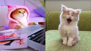 Baby Cats Cute And Funny Cat Videos Compilation 9