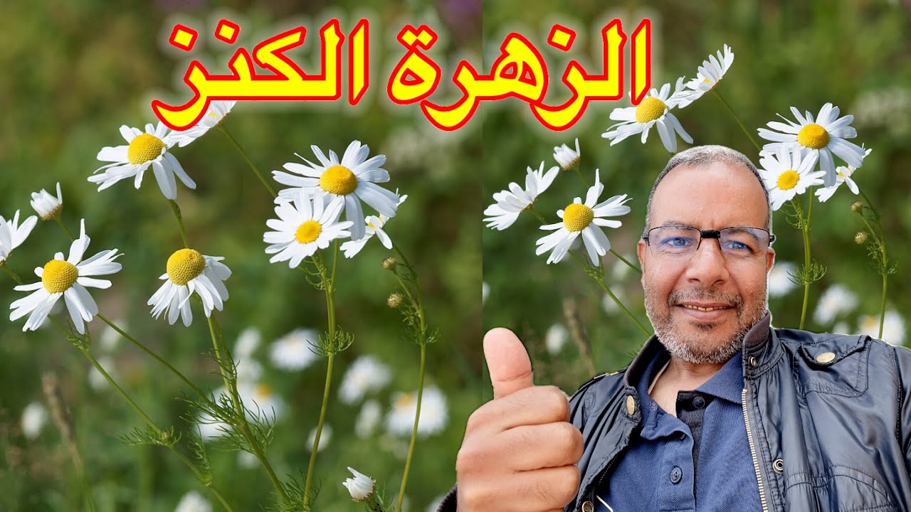 هذا النبات سر لا يعرفه كثير من الناس 