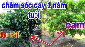 Cách Chăm Sóc Cây CAM, BƯỞI 1Năm Tuổi/Tạo Nền Tảng Bộ Rễ Phát Triển Khỏe, Mạnh👉giúp cây sống bền lâu