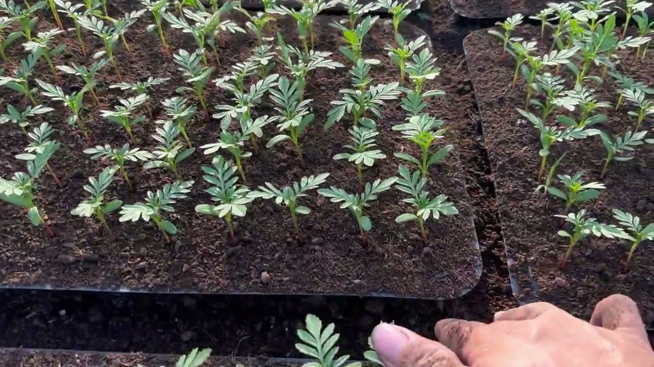 Vô giá thể cho hoa vạn thọ sau 1 tuần gieo hạt