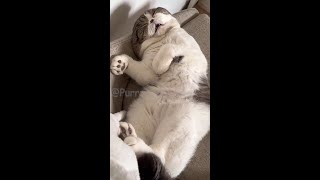 Ultimate Funny Pets Compilation 2024 - 😹 Non-Stop Laughs! 🐶 - Purrs And Pranks Best Moments #7