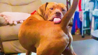 Funny Animal Videos 2024🤣 - Funniest Cats😹 and Dogs🐶 Videos!