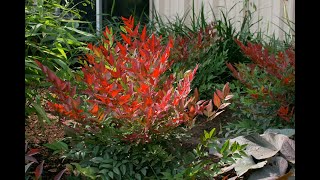 Awesome Evergreen shrubs for Fall color/Nandinas/GardenStyle nw