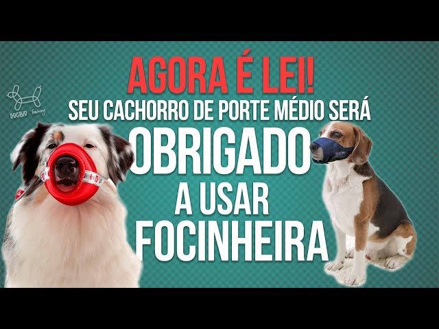 F.H.C. - Lei do Cão