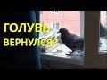 Голубь вернулся?!