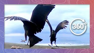 Turtle Nest Gets Raided by Vultures | Wildlife in 360 VR