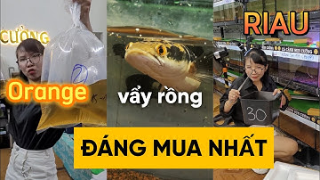 Đây là dòng cá LÓC ĐÁNG CHƠI NHẤT hiện nay ! #suncuong