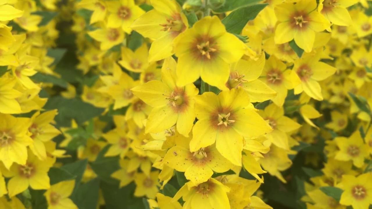 Yellow Loosestrife Flowers (Lysimachia vulgaris) loosestrife 