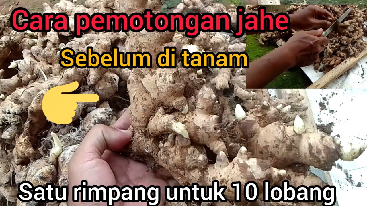 Cara pemotongan jahe, sebelum penanaman.