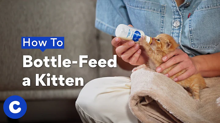 How To Bottle-Feed a Kitten | Chewtorials