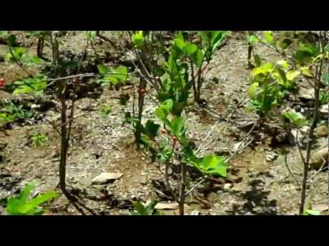 Vidéo: Le Plus Vieil Habitant De La Terre Mâche Des Feuilles De Coca Et Adore Marcher