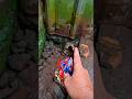 wah ada tikus masuk lubang #trendingshorts