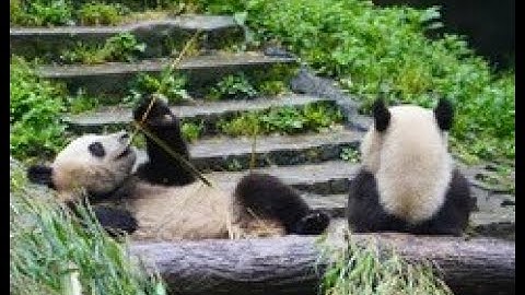 LIVE: Giant pandas enjoy winter in SW China