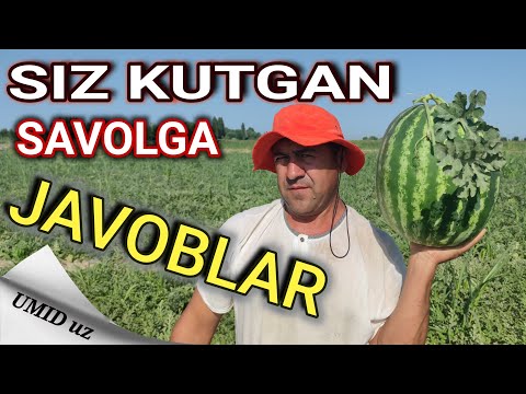 Video: Uyda g'ozlarni qanday boqish kerak?