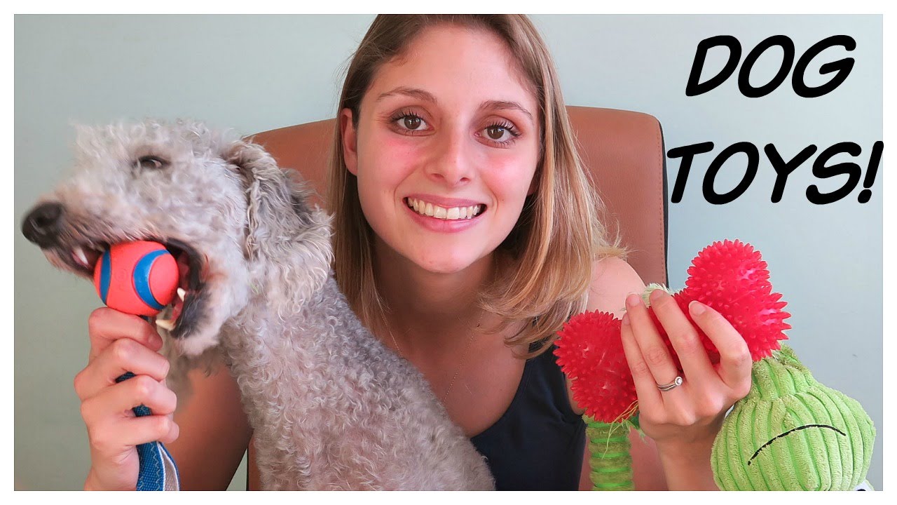 choosing dog toys - toys for terriers