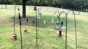 2025 Hummingbird Migration South