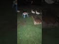 THOSE ARE DUCKS THOSE ARE REAL LIFE DUCKS #chicken #viral #crispyduck #duckfarmer #dancing #shorts