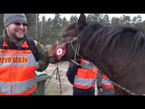 Video: Vai Zirgu Apmatojuma Infekcija Ir Bīstama Cilvēkiem?