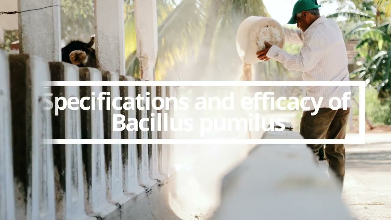 Introduction of Bacillus pumilus