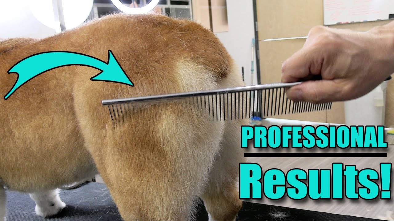 How to De-Shed Your Dog Like a Pro | 3 Professional Tools You NEED !