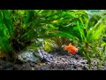 The story of a little red platy  mios journey