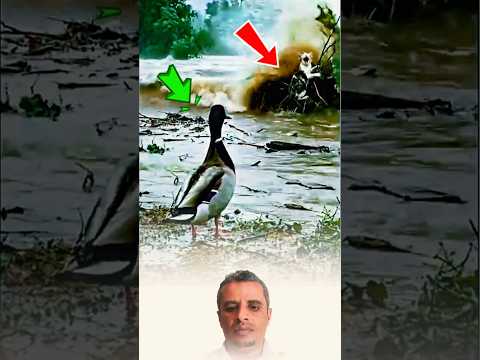 حين يتلاشى كل شيء يظهر أضعف أمل ويغي ر المصير 