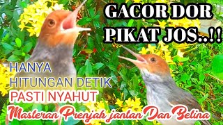 Suara Prenjak Pikat Dan Masteran Prenjak Jantan Dan Betina Gacor Terganas