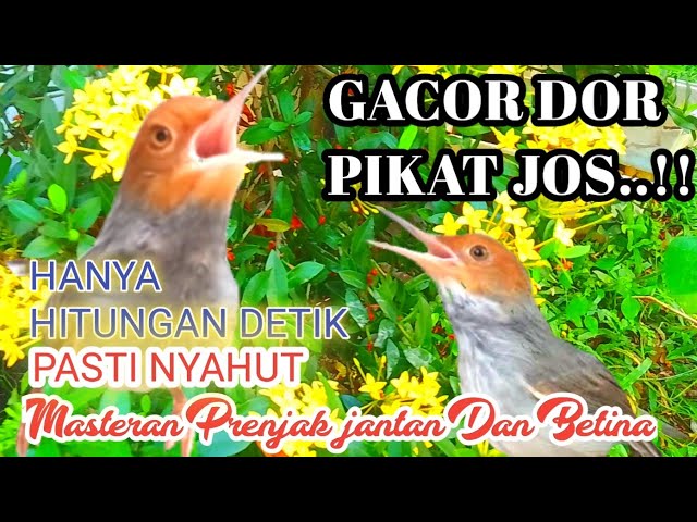 Suara Prenjak Pikat Dan Masteran Prenjak Jantan Dan Betina Gacor Terganas class=