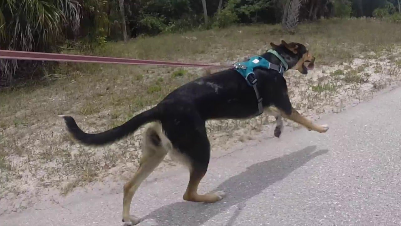 Dog pulls Skateboard at Ft Desoto - YouTube Buck