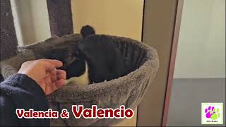 Valencia 27730 & Valencio 27677 by Asieldierenbreda 47 views 1 month ago 54 seconds