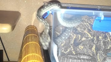 Papi (Pet Snake) Bredli Python - Centralian Carpet Python