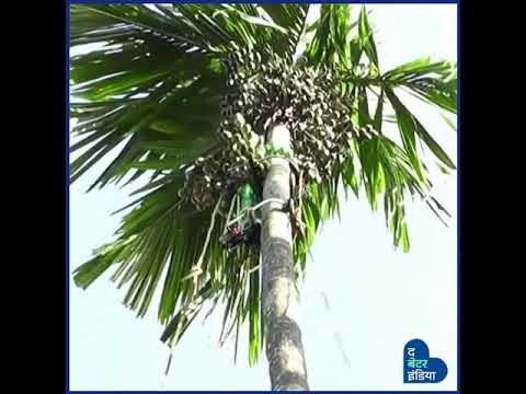 Farming Innovation | Betelnut harvesting machine | Kerala | Wonder Climber