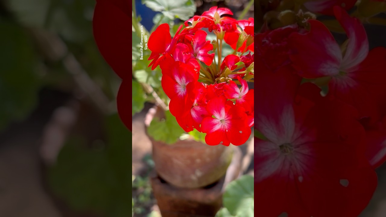 Geranium in three colours || Home Gardening | 